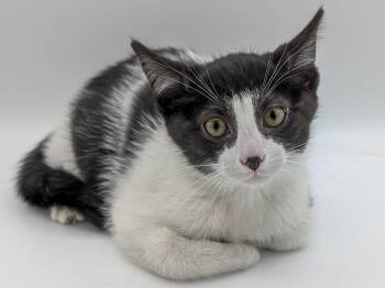 Calder -  Domestic Short Hair Cat for Adoption in Powell, Ohio - Calder | PetCurious