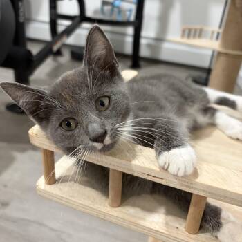 Dorian -  Domestic Short Hair Cat for Adoption in Stamford, Connecticut - Dorian | PetCurious