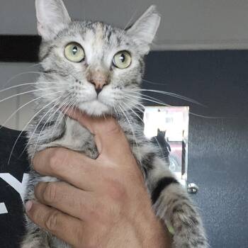 Layla -  Tabby and Tortoiseshell Cat for Adoption in Lakewood, California - Layla | PetCurious