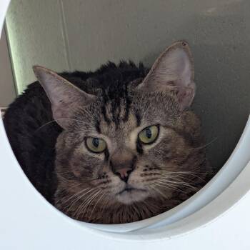 Otis -  Domestic Short Hair Cat for Adoption in League City, Texas - Otis | PetCurious
