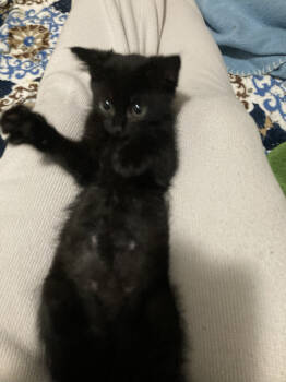 Rescue Domestic Medium Hair Cats for Adoption in St. Cloud, Minnesota - Opal | PetCurious