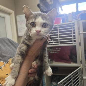 Firefly -  Domestic Short Hair Cat Available for Adoption in Pagosa Springs, Colorado - Firefly | PetCurious