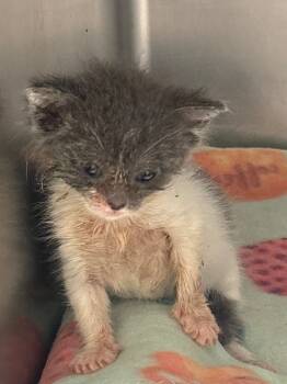 Rescue Domestic Short Hair Cats for Adoption in Lima, Ohio - Ferb | PetCurious