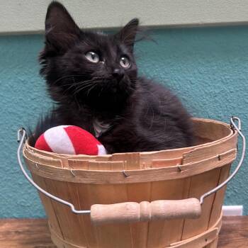 Cricket -  Domestic Long Hair Cat for Adoption in Riverside, California - Cricket | PetCurious