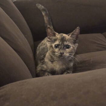 Rescue Domestic Short Hair and Tortoiseshell Cats for Adoption in Dublin, Ohio - Dot | PetCurious