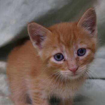 Tadpole C12177 -  Domestic Short Hair Cat for Adoption - Tadpole C12177 | PetCurious