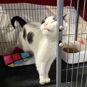 Heather (FIV+) -  Domestic Short Hair Cat Available for Adoption in Cortland, New York - Heather (FIV+) | PetCurious