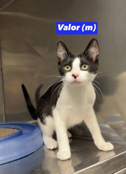 Valor -  Domestic Short Hair Cat for Adoption in Montville, New Jersey - Valor | PetCurious