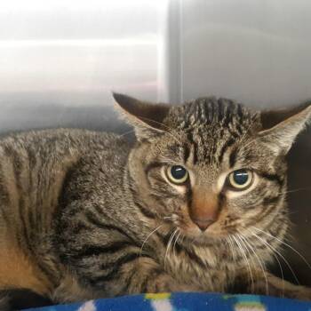 Domestic Short Hair Cats Available for Adoption - Luke | PetCurious