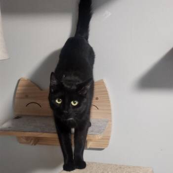 Domestic Short Hair Cats Available for Adoption in Layton, Utah - Sorceress | PetCurious