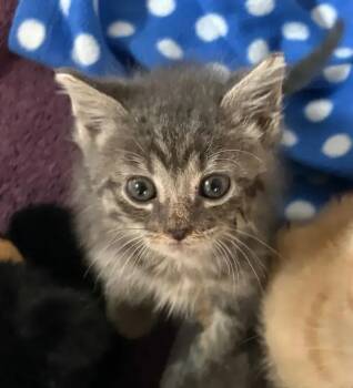 Domestic Short Hair Cats Available for Adoption in Wyoming, Michigan - Elsa | PetCurious