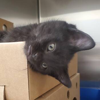 Domestic Short Hair Cats Available for Adoption - Mars | PetCurious