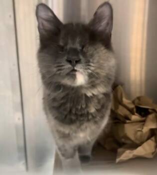 Gimlet Marie Bonded With Cosmo Marie -  Domestic Medium Hair Cat for Adoption in Chandler, Arizona - Gimlet Marie Bonded With Cosmo Marie | PetCurious