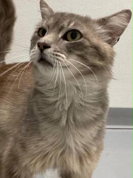 Harry -  Domestic Medium Hair Cat for Adoption in Covington, Virginia - Harry | PetCurious