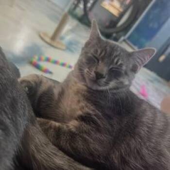 Hopper -  Domestic Short Hair Cat for Adoption in West Warwick, Rhode Island - Hopper | PetCurious