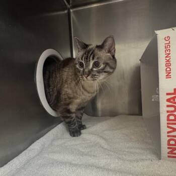 Layla -  Domestic Short Hair Cat for Adoption in Murray, Utah - Layla | PetCurious