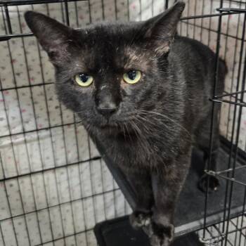 Pilston -  Domestic Short Hair Cat for Adoption in Mokena, Illinois - Pilston | PetCurious