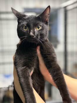Rescue Domestic Short Hair Cats for Adoption in Columbia, South Carolina - Midnight | PetCurious