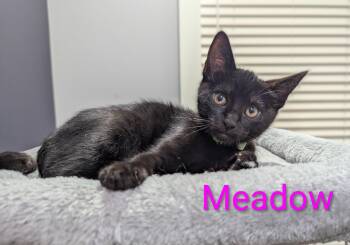 Meadow (green collar) -  Domestic Short Hair Cat for Adoption in Portland, Oregon - Meadow (green Collar) | PetCurious
