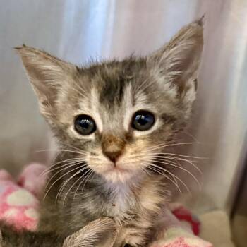 Penny -  Domestic Short Hair Cat for Adoption in Palm Springs, California - Penny | PetCurious