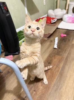 Oliver - purrecious baby boy -  Tabby Cat for Adoption in Neenah, Wisconsin - Oliver - Purrecious Baby Boy | PetCurious
