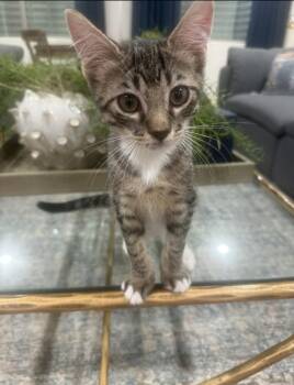 Tot (bonded with Tater) -  Domestic Short Hair Cat for Adoption in Scottsdale, Arizona - Tot (bonded With Tater) | PetCurious