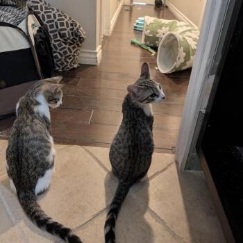 Olive & Pickles -  Domestic Short Hair Cat for Adoption in Calimesa, California - Olive & Pickles | PetCurious