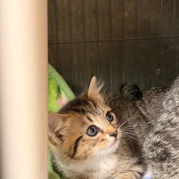 Cortado -  Domestic Short Hair Cat for Adoption in Columbus, North Carolina - Cortado | PetCurious