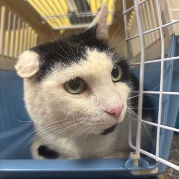Domestic Short Hair Cats Available for Adoption - Sebastian | PetCurious