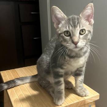 Amos James -  Domestic Short Hair and Tabby Cat for Adoption in Morrison, Colorado - Amos James | PetCurious
