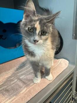 Domestic Medium Hair Cats Available for Adoption in Leesburg, Virginia - STELLA | PetCurious