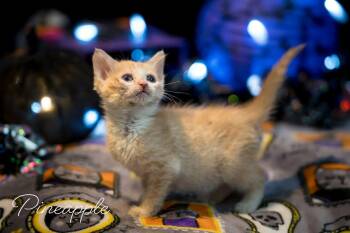 Rescue Domestic Short Hair Cats for Adoption in Greensboro, North Carolina - Pineapple | PetCurious