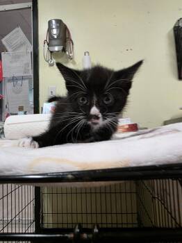 Eggar -  Domestic Short Hair Cat for Adoption in Meriden, Connecticut - Eggar | PetCurious