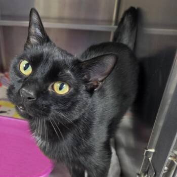 Starkist -  Domestic Short Hair Cat for Adoption in Plover, Wisconsin - Starkist | PetCurious