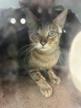 SQUIRREL -  Domestic Short Hair Cat for Adoption in Woodland, California - SQUIRREL | PetCurious