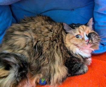 Rescue Domestic Long Hair and Calico Cats for Adoption in Greensboro, North Carolina - Myrtle | PetCurious