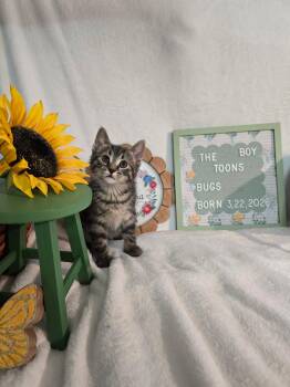 Bugs -  Domestic Short Hair Cat for Adoption in Lapeer, Michigan - Bugs | PetCurious