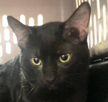 Dot Matrix -  Domestic Short Hair Cat for Adoption in Cincinnati, Ohio - Dot Matrix | PetCurious