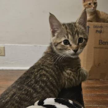 Rescue Domestic Short Hair Cats for Adoption in Wilmington, North Carolina - Orvella | PetCurious