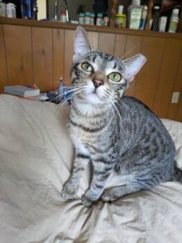 Bugs -  Domestic Short Hair Cat Available for Adoption in Darien, Georgia - Bugs | PetCurious