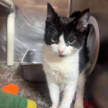 Domestic Short Hair Cats Available for Adoption - Wall-E | PetCurious