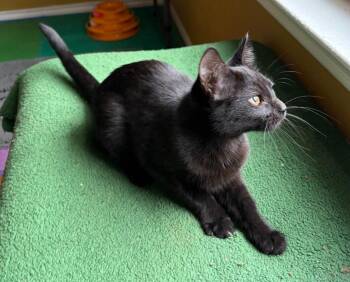 Bombay and Domestic Short Hair Cats Available for Adoption - Junie | PetCurious