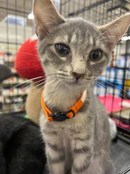 Alta -  Domestic Short Hair Cat for Adoption in Augusta, Georgia - Alta | PetCurious