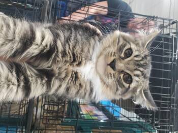 Paxos -  Domestic Medium Hair Cat for Adoption in Wasilla, Alaska - Paxos | PetCurious