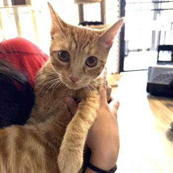 Ethan -  Domestic Short Hair Cat for Adoption in Las Vegas, Nevada - Ethan | PetCurious