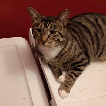 Westin -  Domestic Short Hair Cat for Adoption in St. Louis, Missouri - Westin | PetCurious