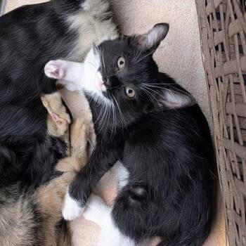 Sabrina -  Domestic Short Hair Cat for Adoption in Bentonville, Arkansas - Sabrina | PetCurious