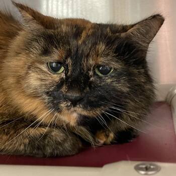 Tortoiseshell Cats Available for Adoption in North Kingstown, Rhode Island - Mia | PetCurious