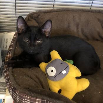 Gordon -  Domestic Short Hair Cat for Adoption in Parma, Ohio - Gordon | PetCurious