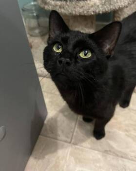 Goober -  Domestic Short Hair Cat for Adoption in Mcpherson, Kansas - Goober | PetCurious